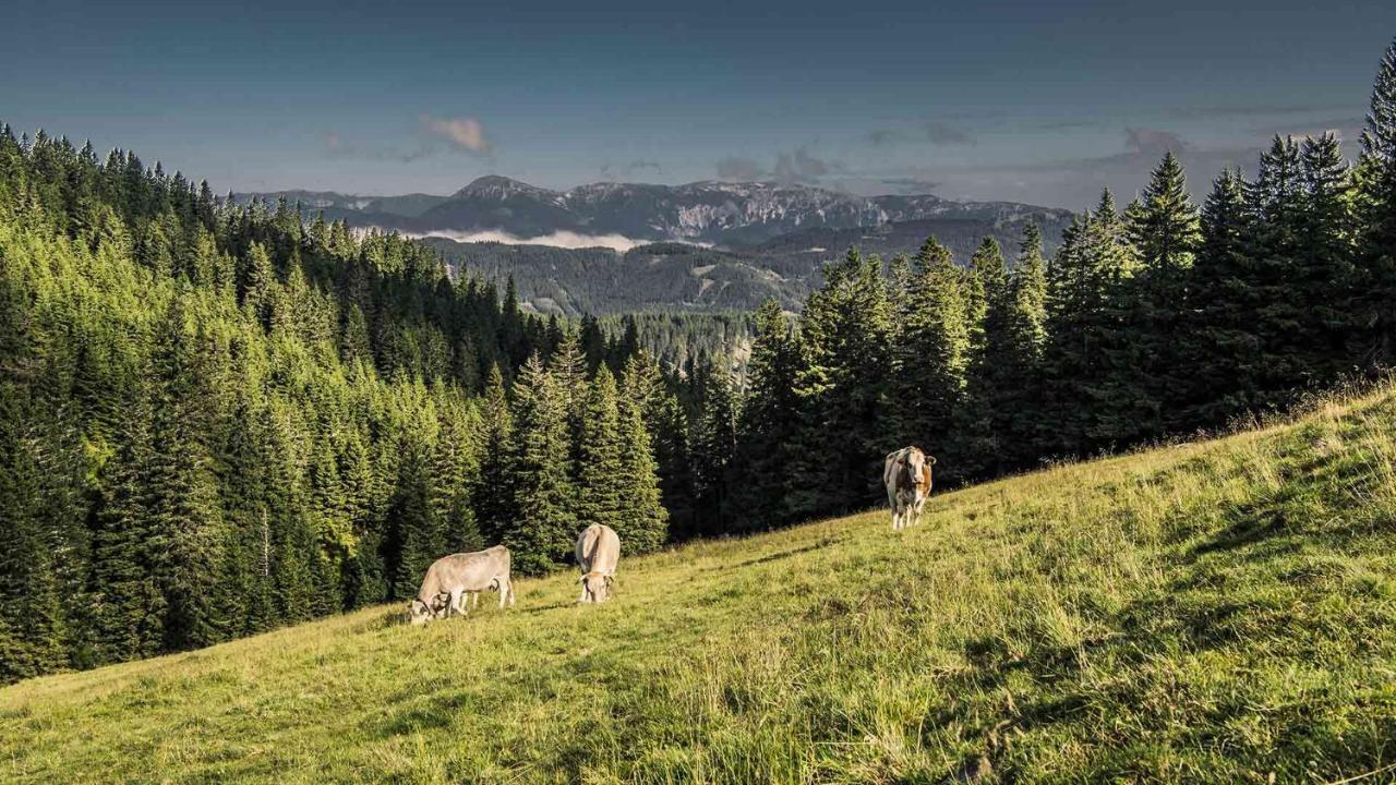 Hotel Kaiser Franz Josef Rohr im Gebirge エクステリア 写真